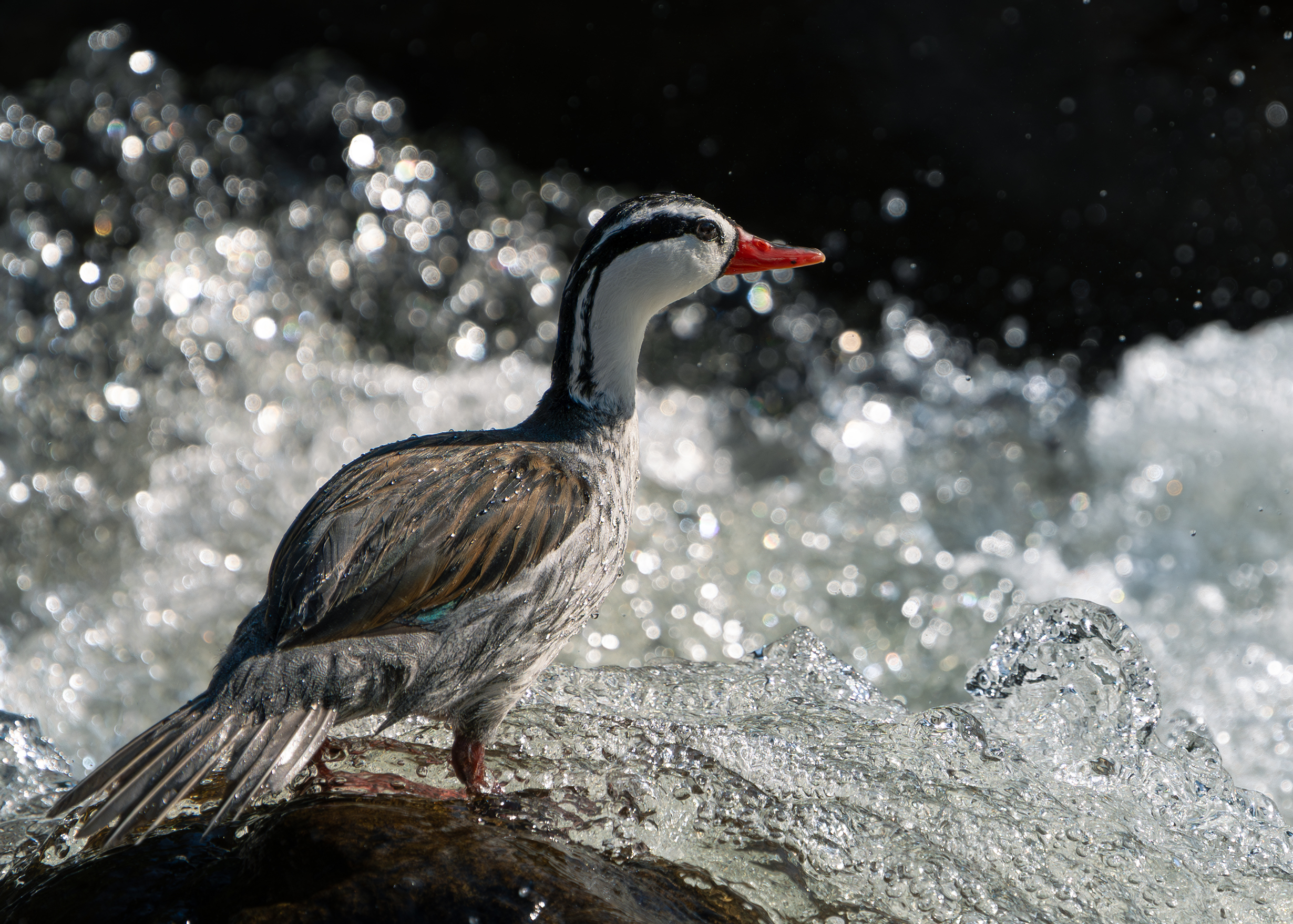 Patos de los torrentes
